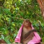 வெயிலின் தாக்கம் மனிதர்களுக்கு மட்டுமல்ல விலங்குகளுக்கும் தான்