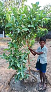 வீடுகளில் மரம் வளர்க்கும் மாணவர்களுக்கு பாராட்டு