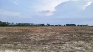 மேட்டூர் அணையில் இருந்து தண்ணீர் திறக் காததால் விவசாய பணிகள் தொடங்கப்படாமல் விளைநிலங்கள் தரிசாக கிடக்கிறது