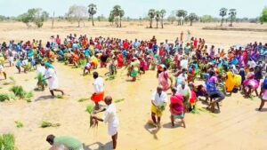 திருவாரூர் அருகே திருநாட்டியத்தாங்குடி கிராமத்தில் ஆண்டு தோறும் நடைபெறும் பாரம்பரிய நடவு நடவு திருவிழா